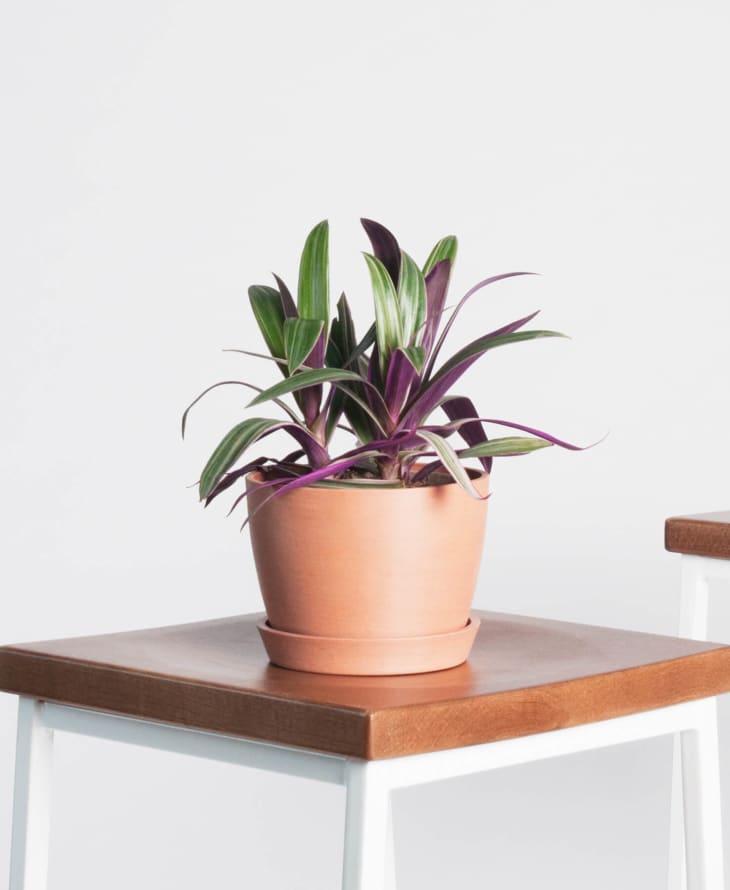 The Best Plants to Give as Gifts Apartment Therapy